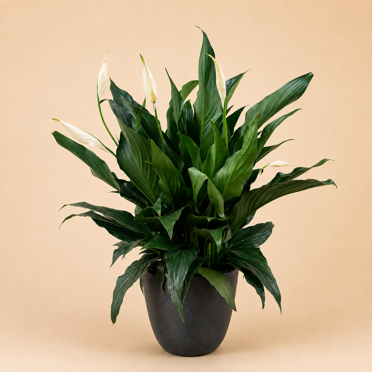 A potted peace lily plant with glossy green leaves and white flowers, set against a solid beige background.