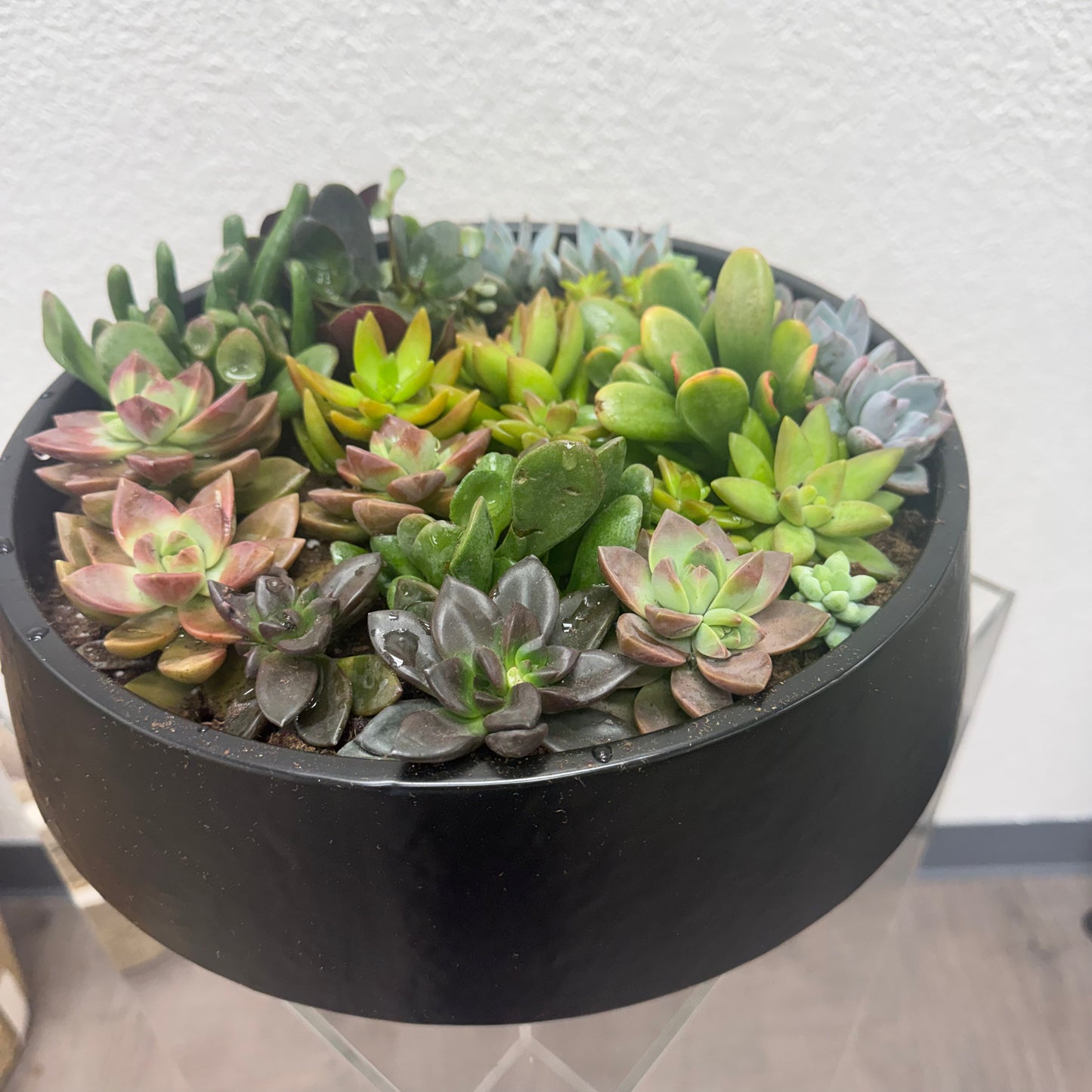 Black round pot with a variety of succulents on a light background