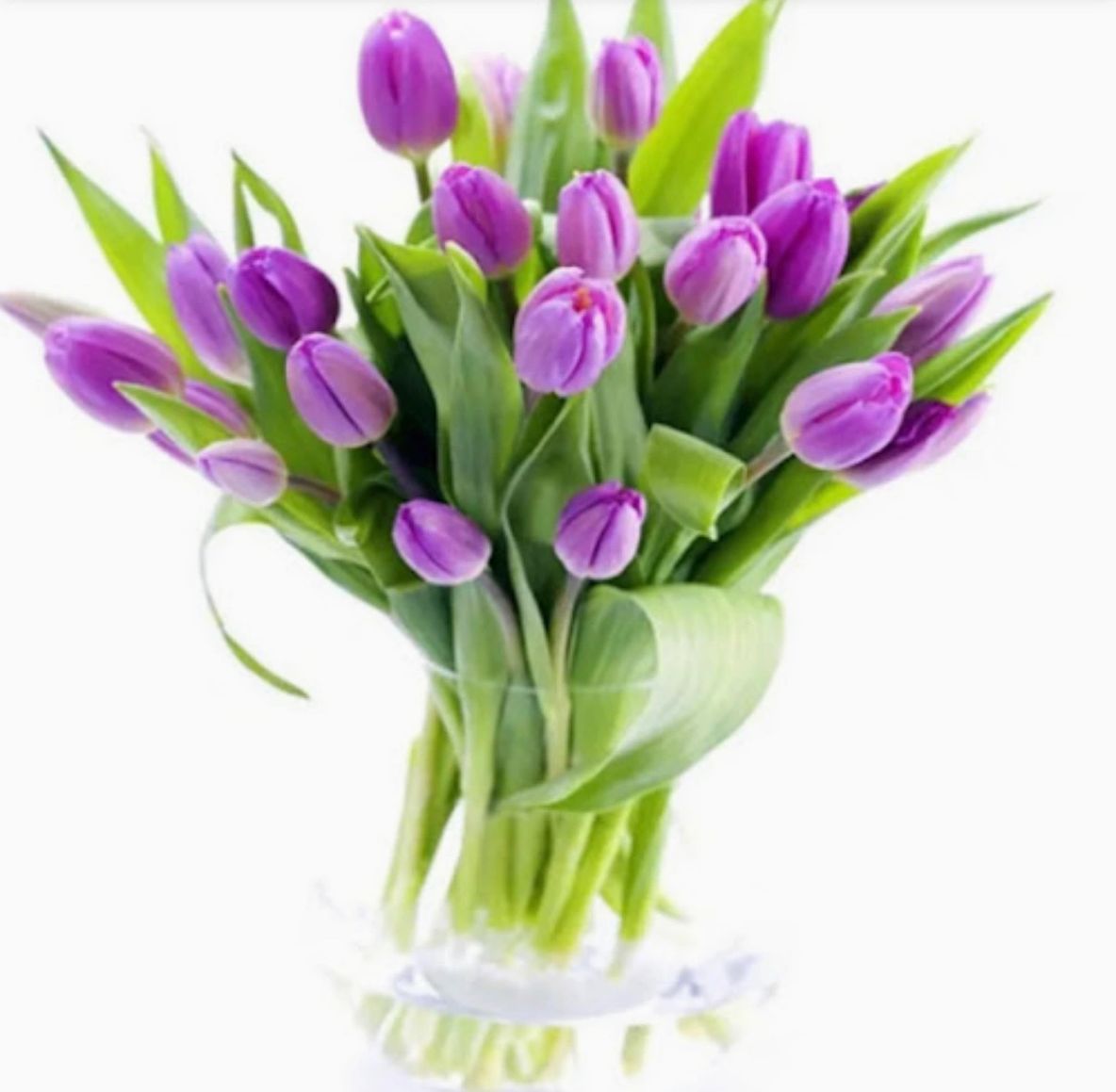 Bouquet of tulips in a clear vase on a white background