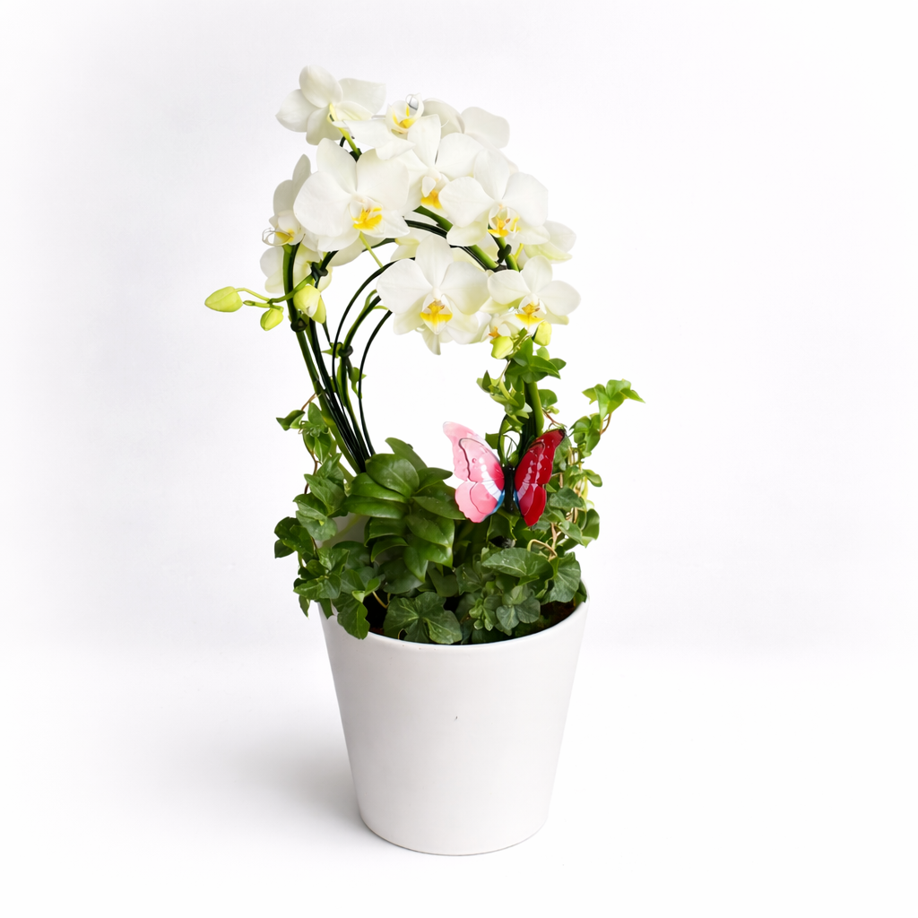 White Orchid Garden Pot – Orchid, ZZ Plant, Ivy & Butterfly