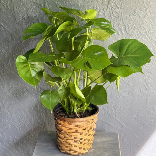 Philodendron Monstera Plant in Basket 10" - Same Day Delivery