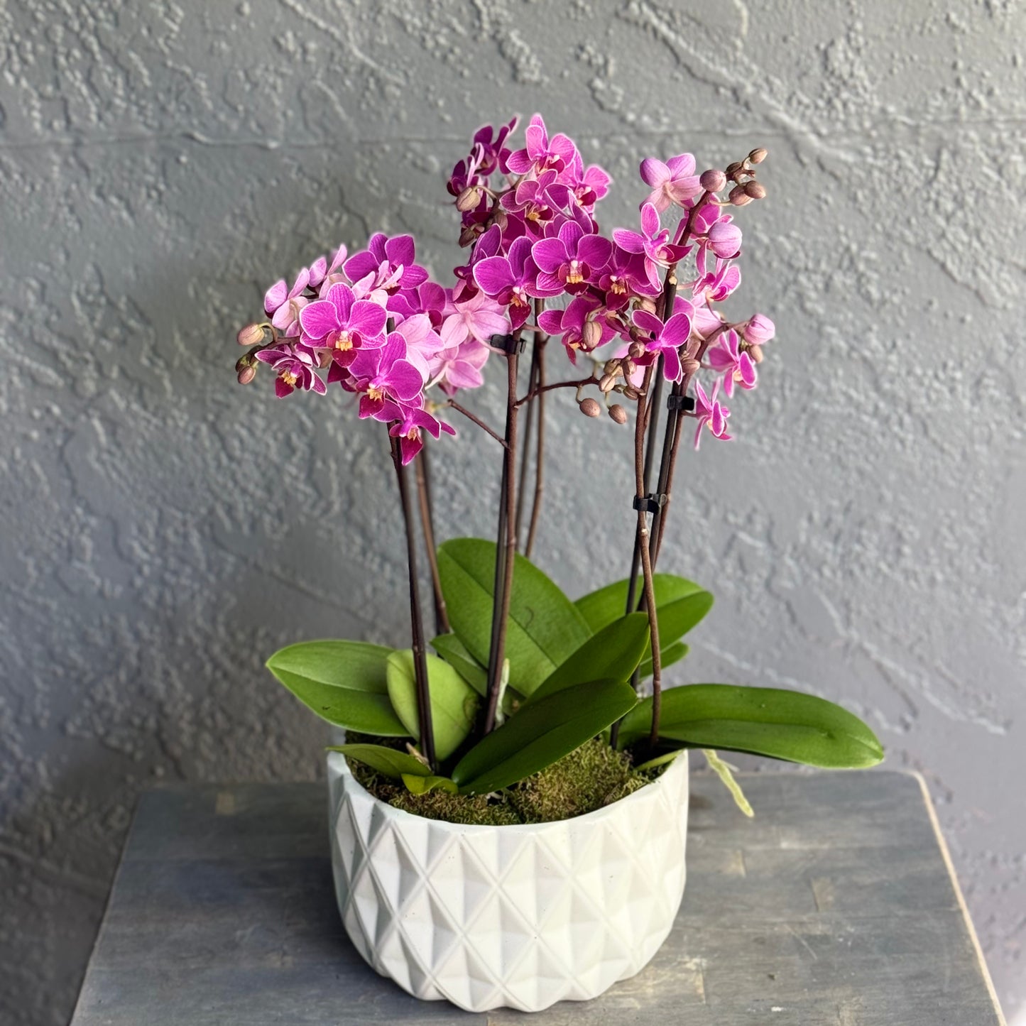 Multi-Stem Orchids in Designer Pot 7’’ – Palm Harbor Delivery