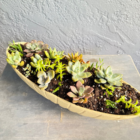 Luxury Succulent Garden in Ceramic Boat Planter