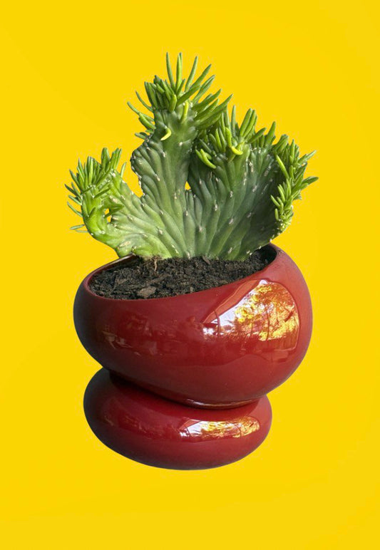 Naked Cactus Collection – Opuntia Subulata Crested in Fondra Luxury Self-Watering Planter