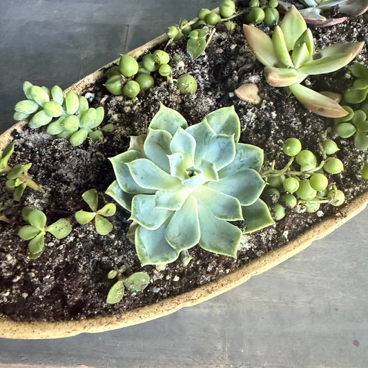 Luxury Succulent Garden in Ceramic Boat Planter