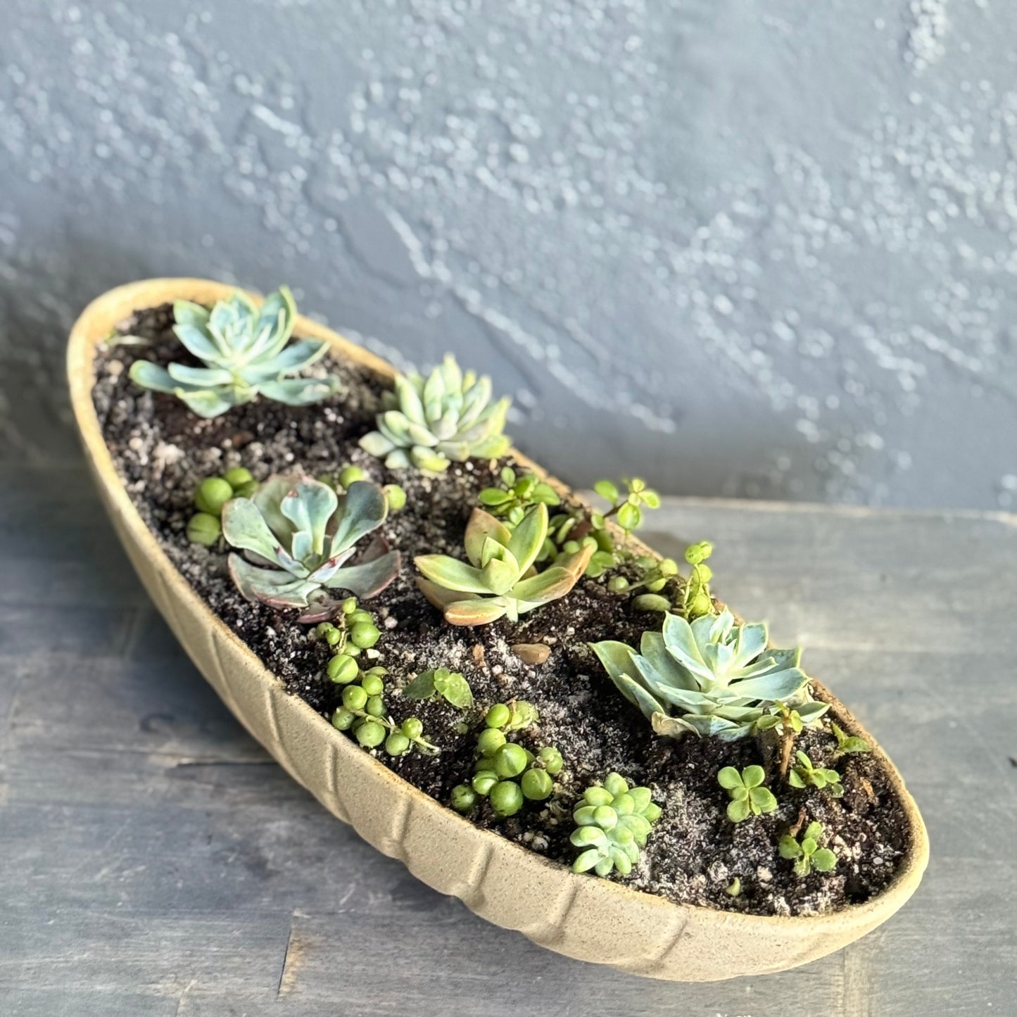 Luxury Succulent Garden in Ceramic Boat Planter