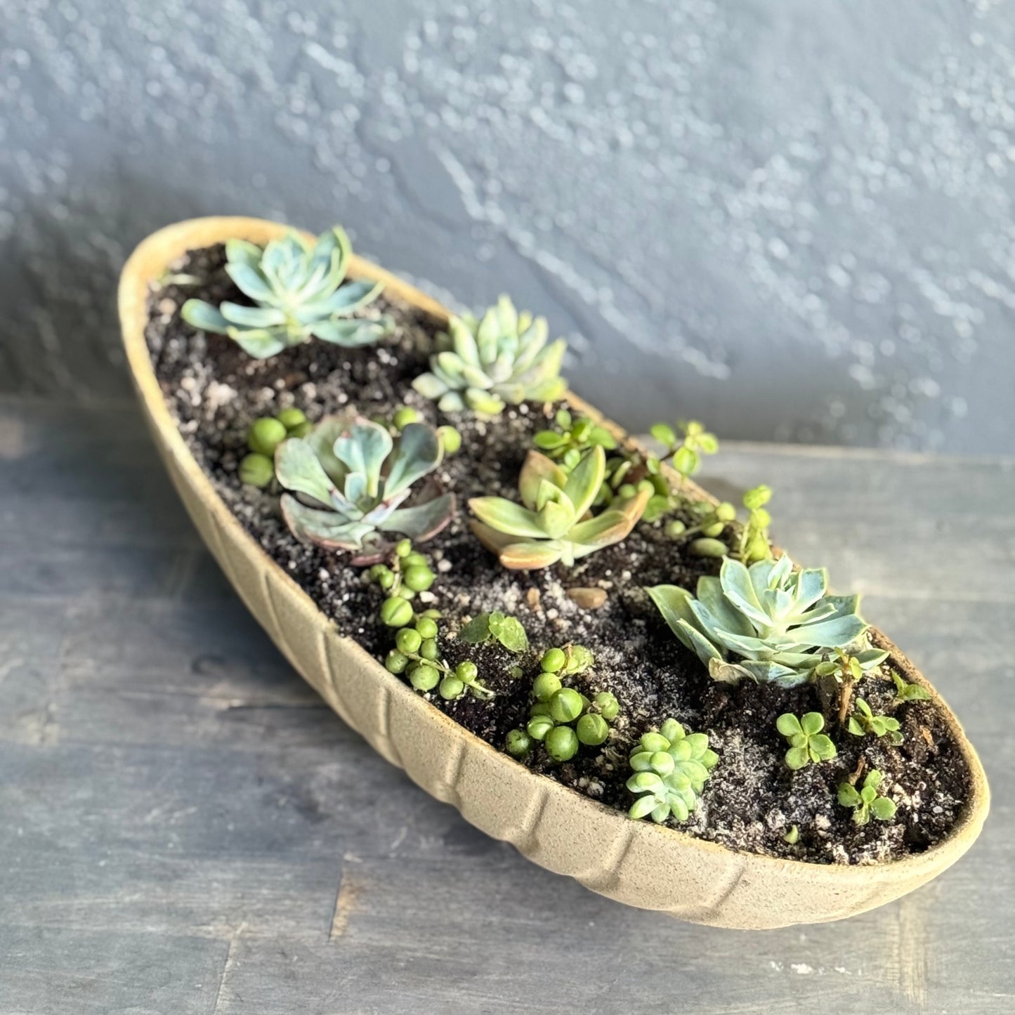 Luxury Succulent Garden in Ceramic Boat Planter
