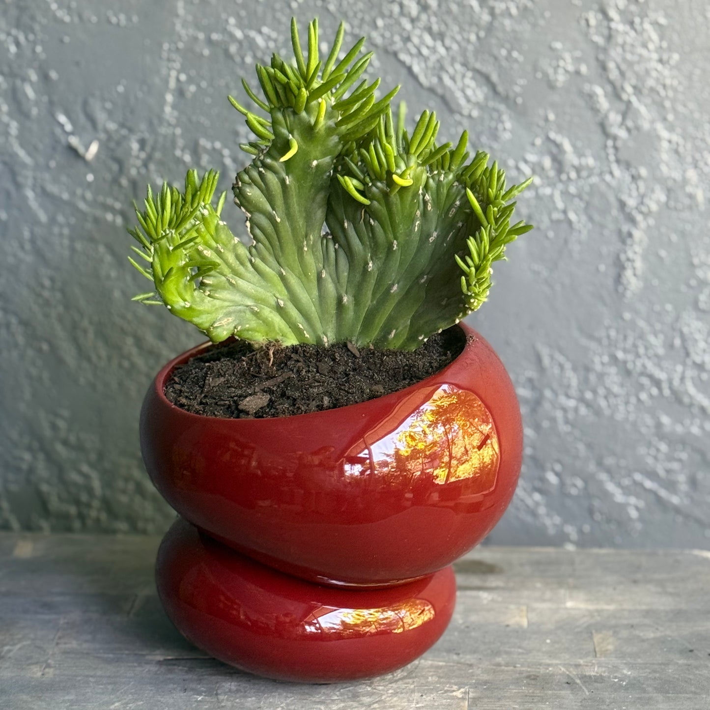 Naked Cactus Collection – Opuntia Subulata Crested in Fondra Luxury Self-Watering Planter