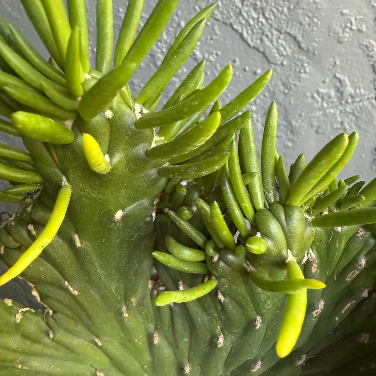 Naked Cactus Collection – Opuntia Subulata Crested in Fondra Luxury Self-Watering Planter