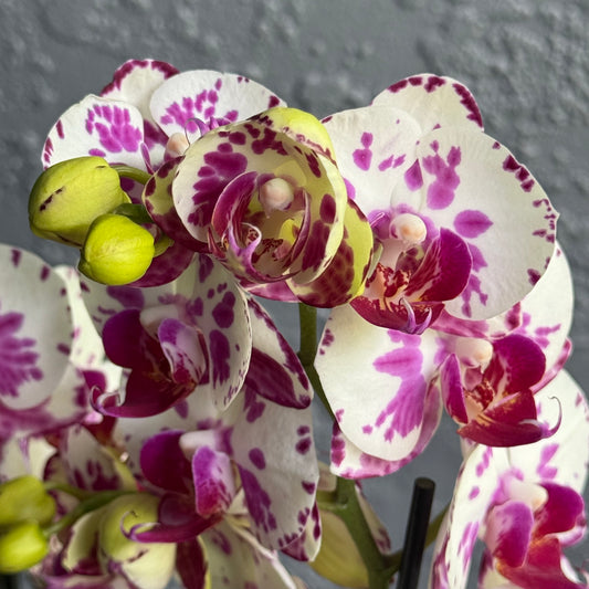 Multi-Stem Orchids in Designer Pot – Palm Harbor Delivery