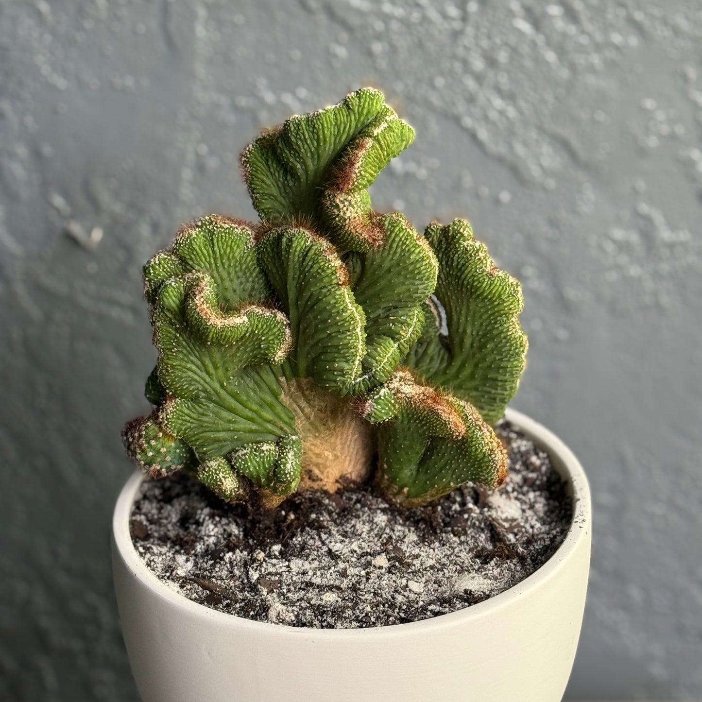 Naked Cactus Collection – Coral Green Cactus in Varick20 Designer Self-Watering Planter