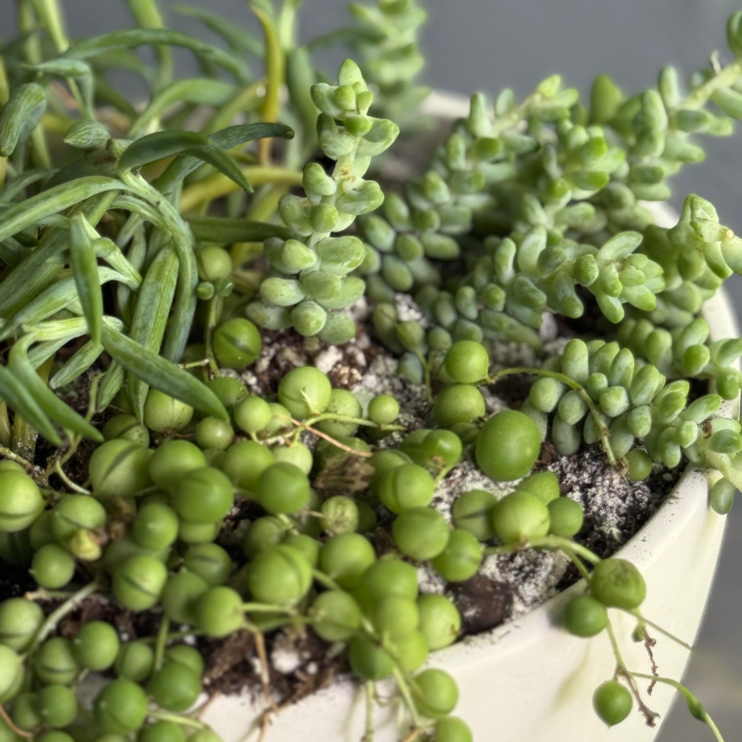 Cascading Succulents in Varick20 Designer Self-Watering Planter