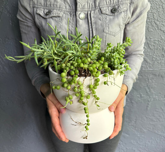 Unique Gift, Cascading Succulents in a Modern minimalistic Self-watering Planter