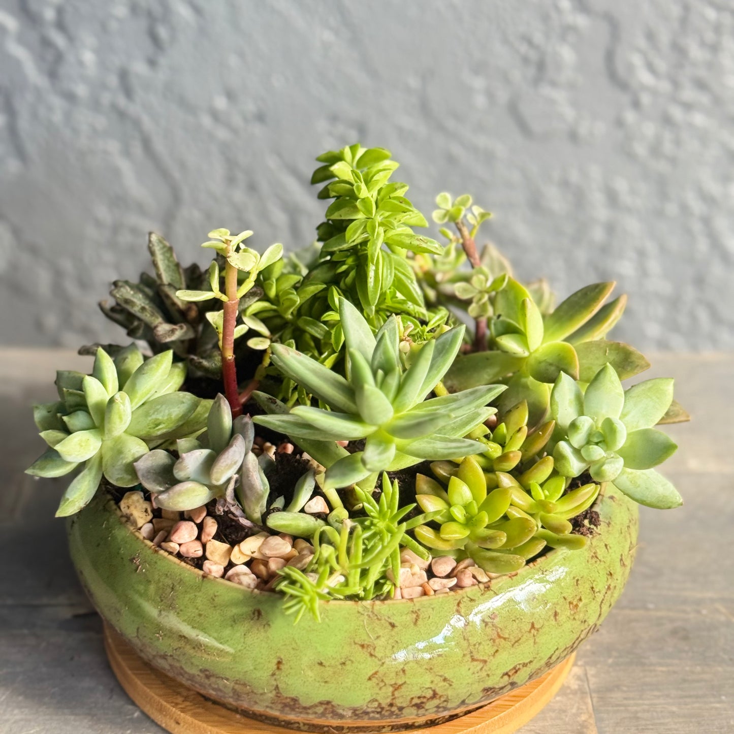Green ceramic pot with a variety of succulents on a wooden surface.