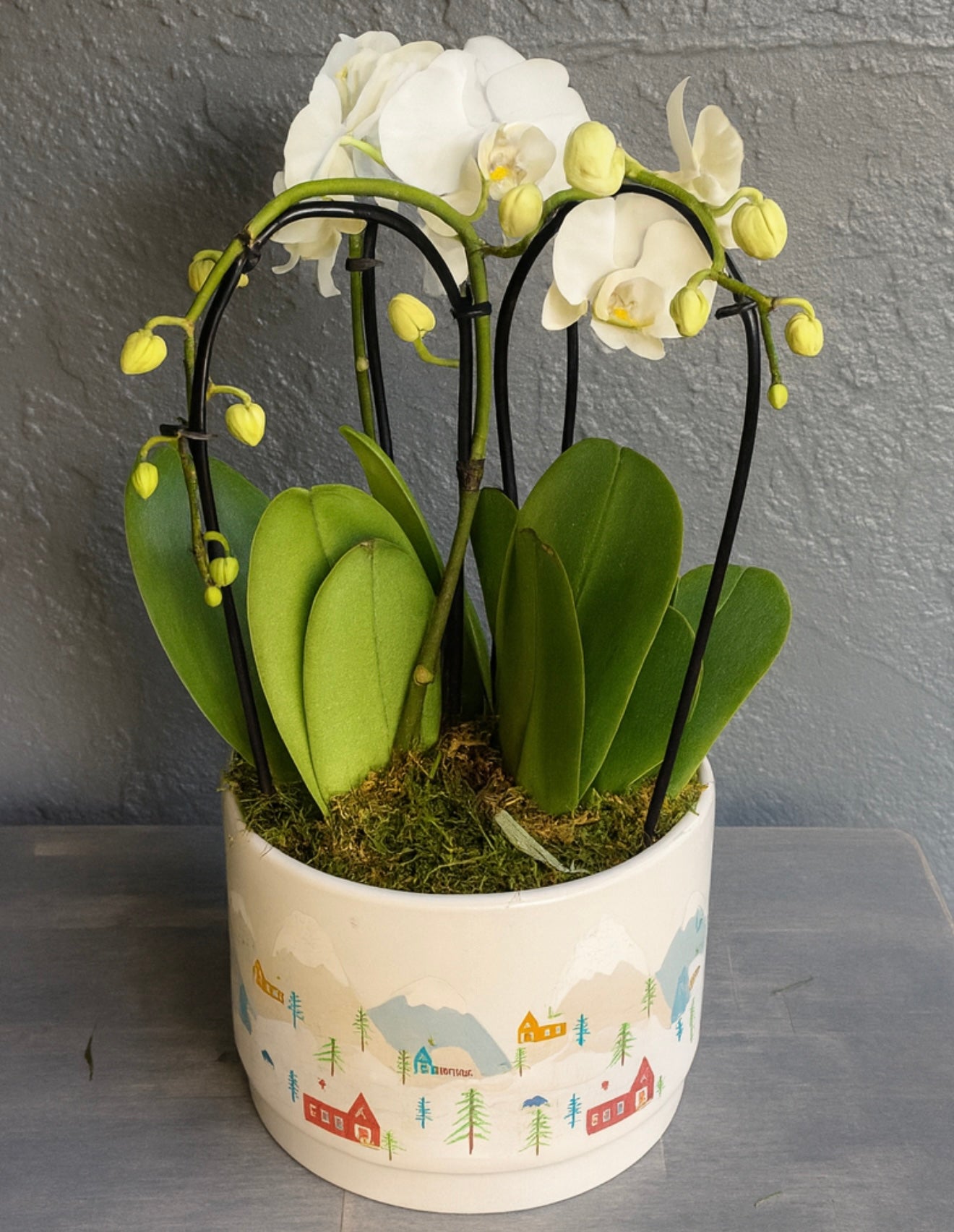 Potted orchid with white flowers