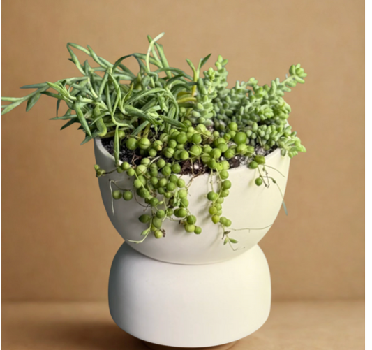 Cascading Succulents in Varick20 Designer Self-Watering Planter