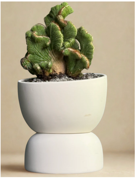 Naked Cactus Collection – Coral Green Cactus in Varick20 Designer Self-Watering Planter