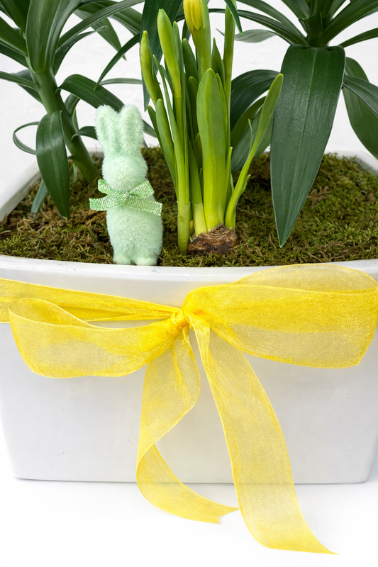 Potted plant with a yellow ribbon