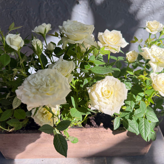white roses in a woodwn planter