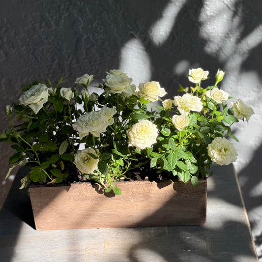 White roses wooden planter