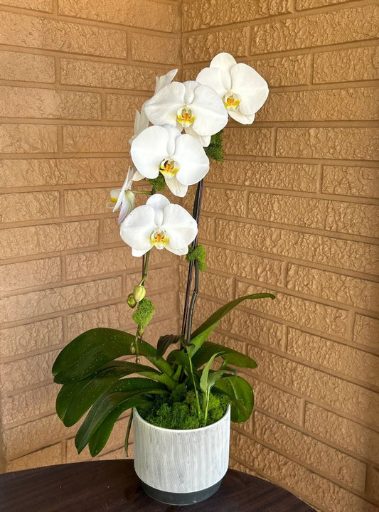 White orchid and green plant garden in ceramic pot – Palm Harbor delivery