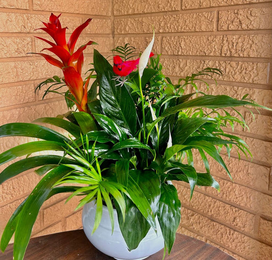 Luxury tropical plant arrangement with bromeliad and peace lily in ceramic pot – Palm Harbor delivery