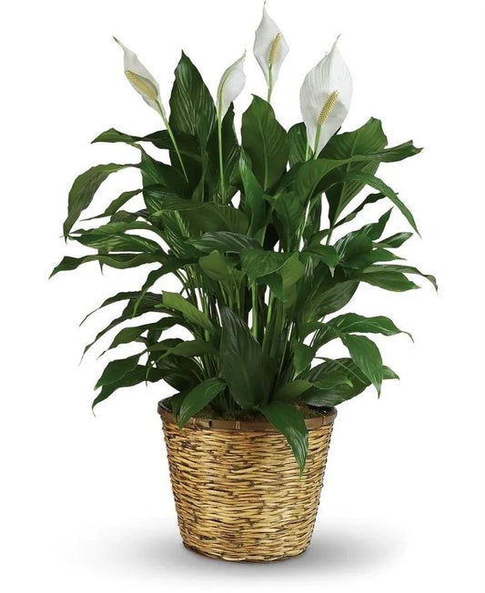 Peace lily plant with white blooms in woven basket – Palm Harbor delivery