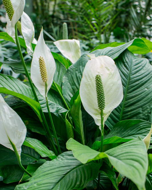 Peace Lily (Spathiphyllum) indoor plant with white blooms