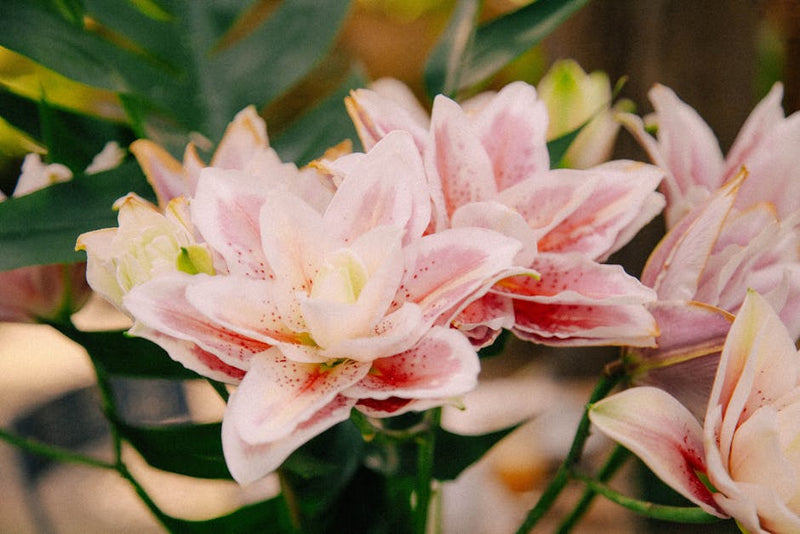 Are Blue Stargazer Lilies Real? A Deep Dive