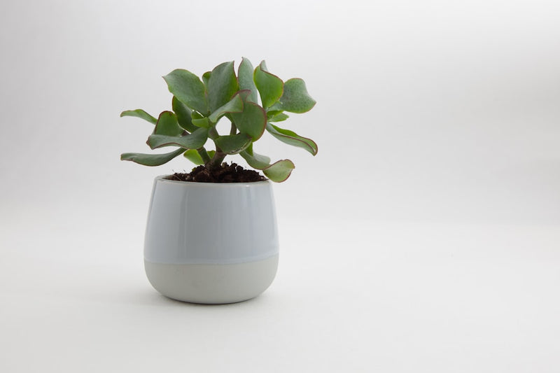 Send a Sympathy Plant to Show You Care