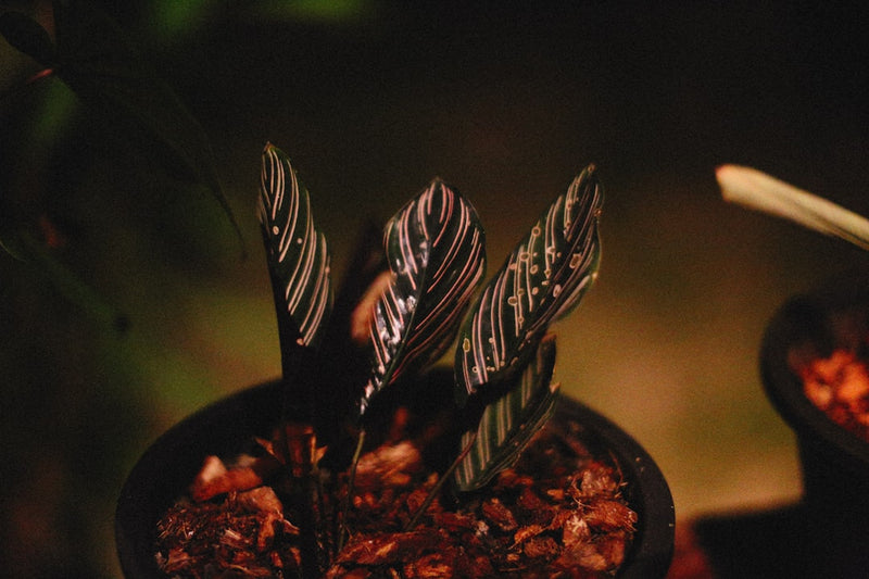 Best Plants for Funerals That Offer Lasting Comfort
