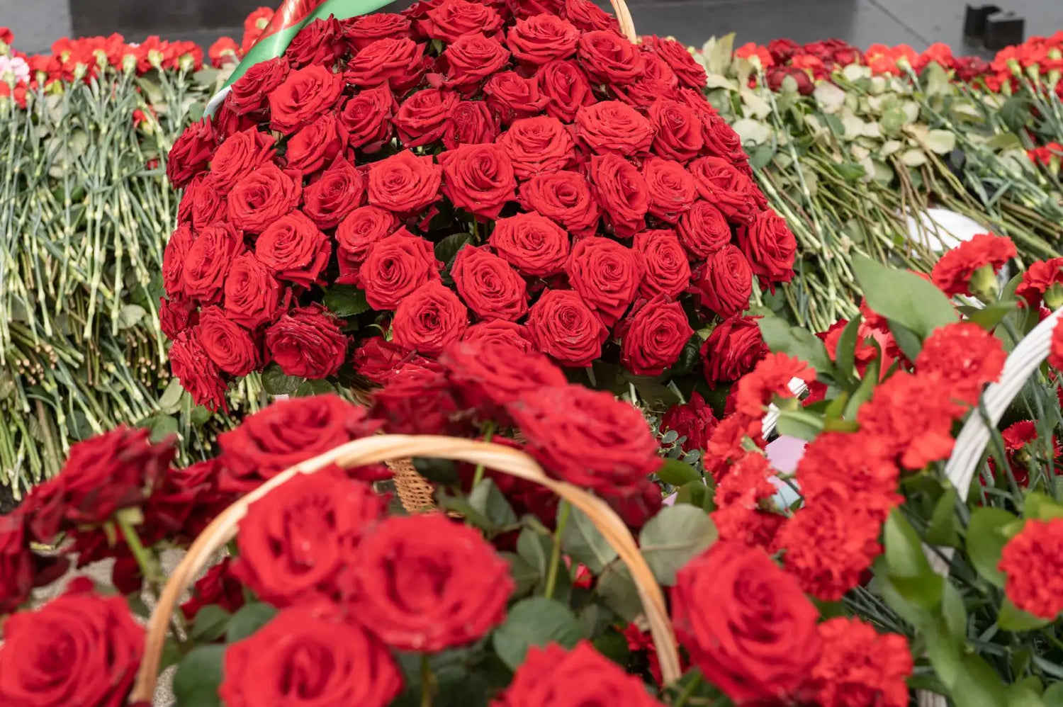 Milestone Roses