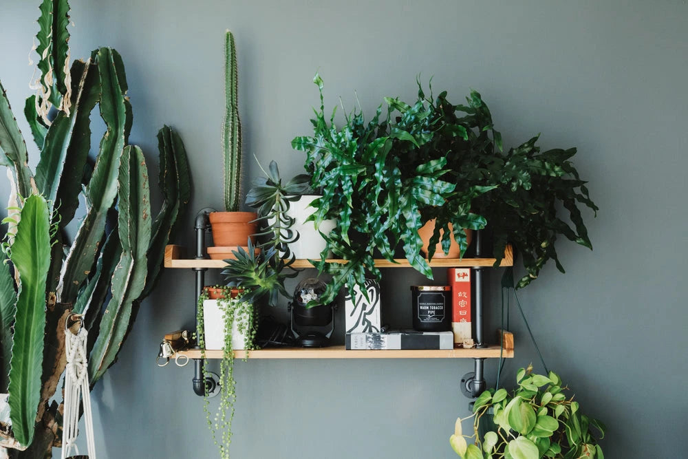 Green plant gift arrangement with multiple potted plants – ideal for home or office delivery in Palm Harbor