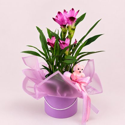 Siam Tulips Plant in Hat Box | Tampa Bay