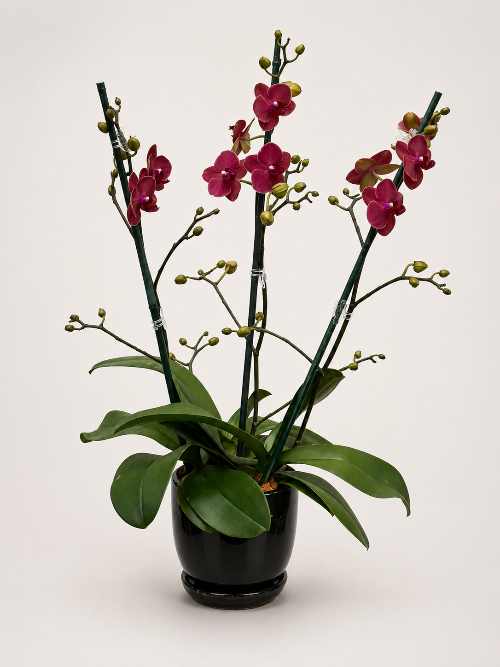 Potted orchid with pink flowers on a white background
