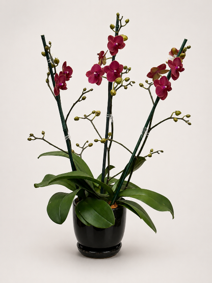 Potted orchid with pink flowers on a white background