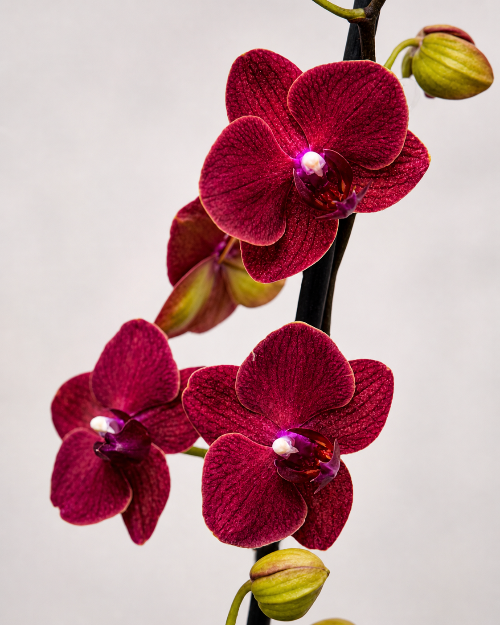 Close-up of a red orchid flower with a plain background