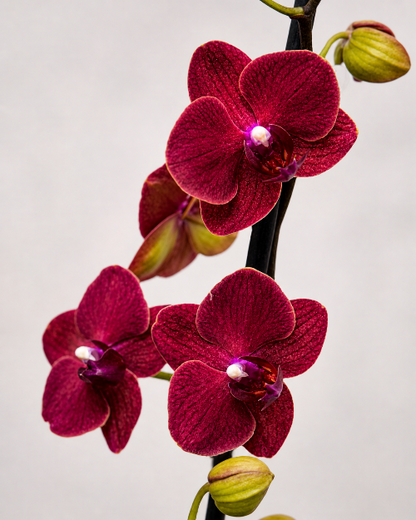 Close-up of a red orchid flower with a plain background