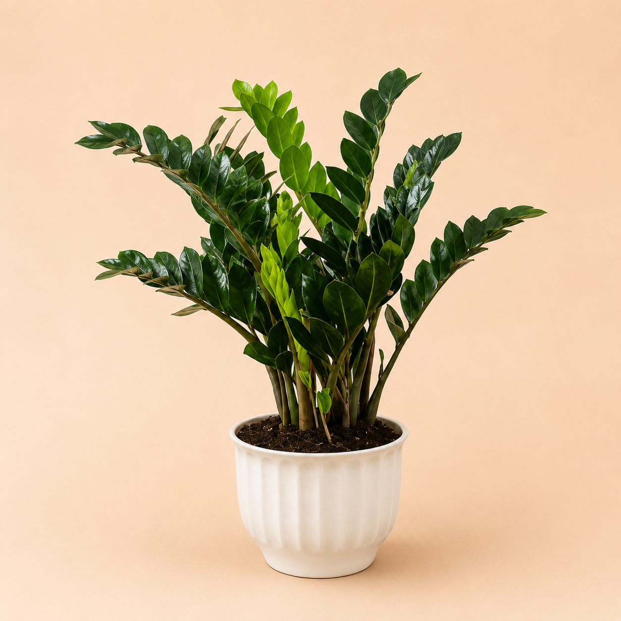 A potted ZZ plant with glossy dark green leaves in a white ribbed ceramic pot, set against a solid light peach background.