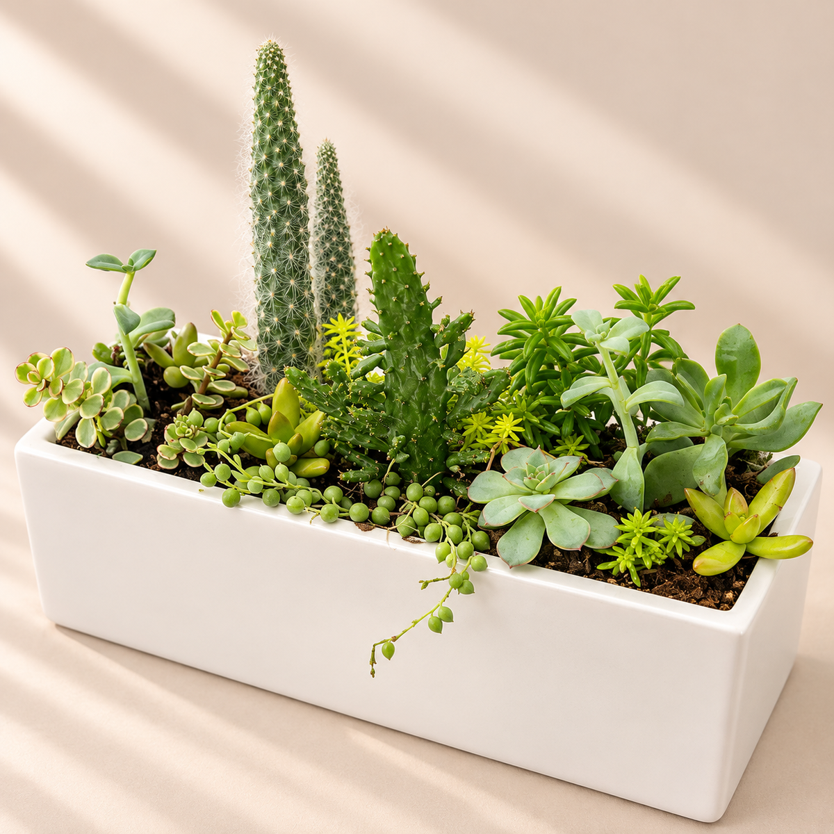 A rectangular white ceramic planter filled with a variety of green succulents and cacti, 