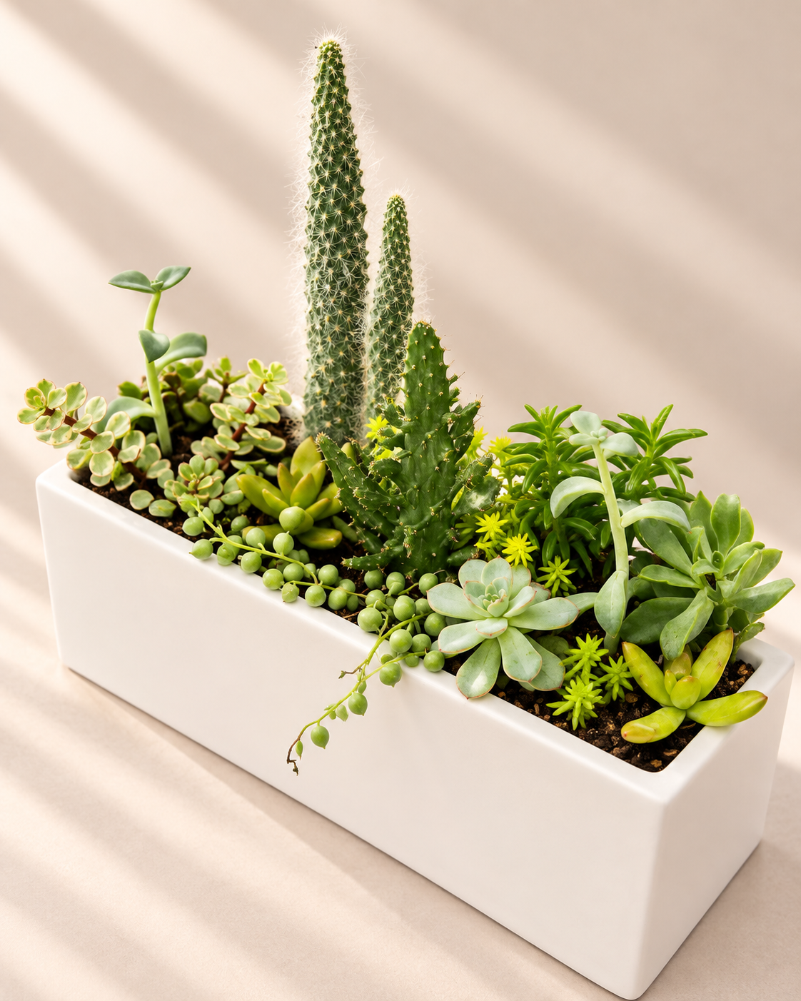 A rectangular white planter filled with a variety of green succulents and cacti, photographed on a warm beige surface with soft diagonal shadows.