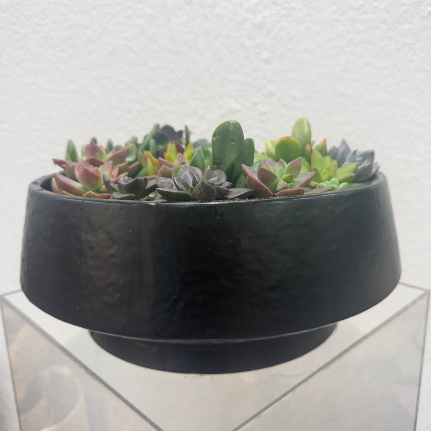 Black planter with succulents on a glass surface
