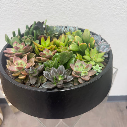 Black round pot with a variety of succulents on a light background