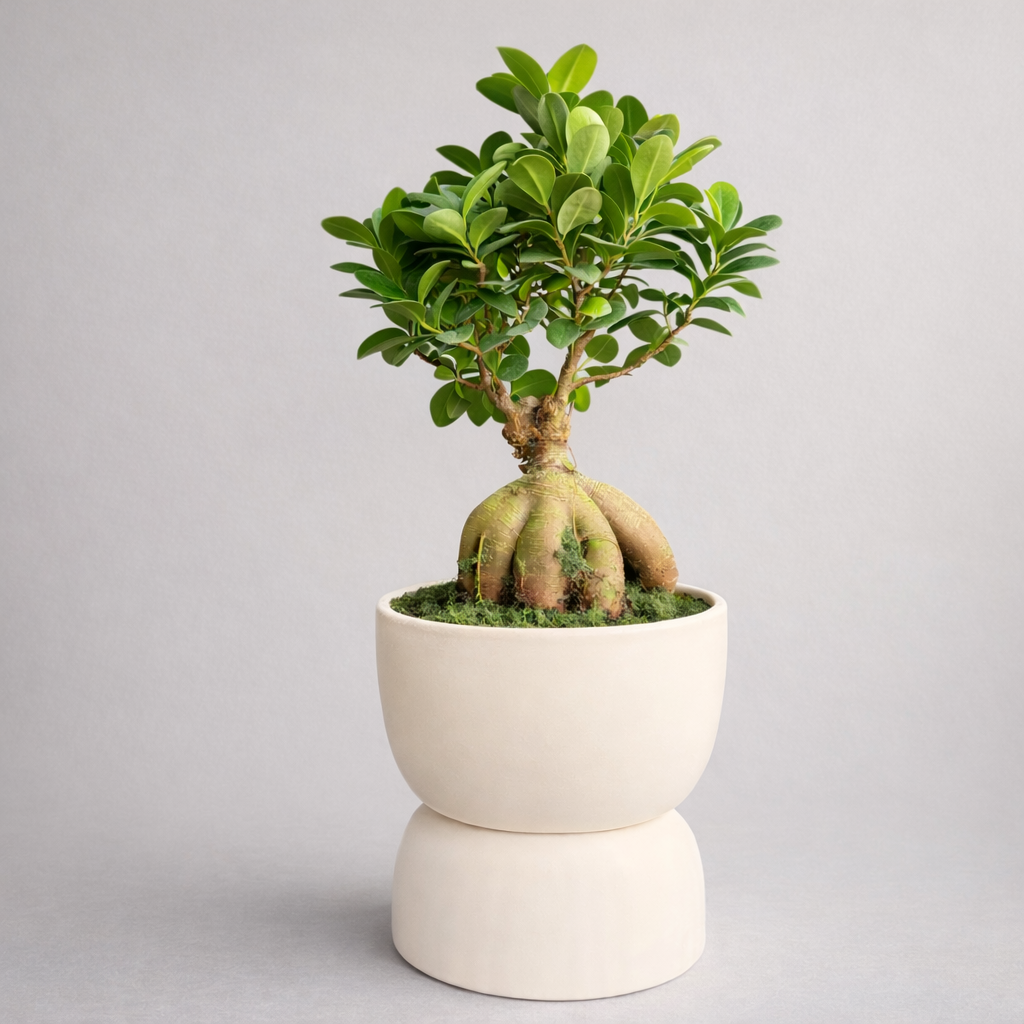 Ginseng Ficus Bonsai Tree 