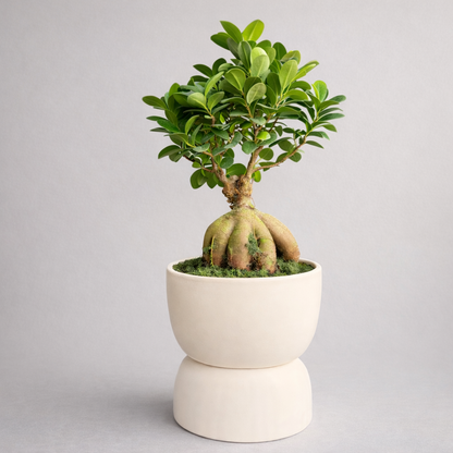 Ginseng Ficus Bonsai Tree 