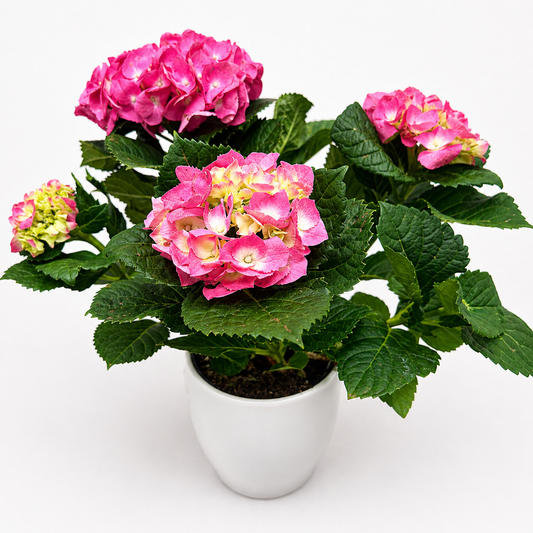 Hydrangea Plant in 7" Ceramic Pot — Pink or Blue
