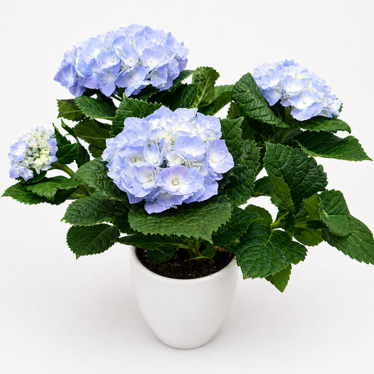 Hydrangea Plant in 7" Ceramic Pot — Pink or Blue