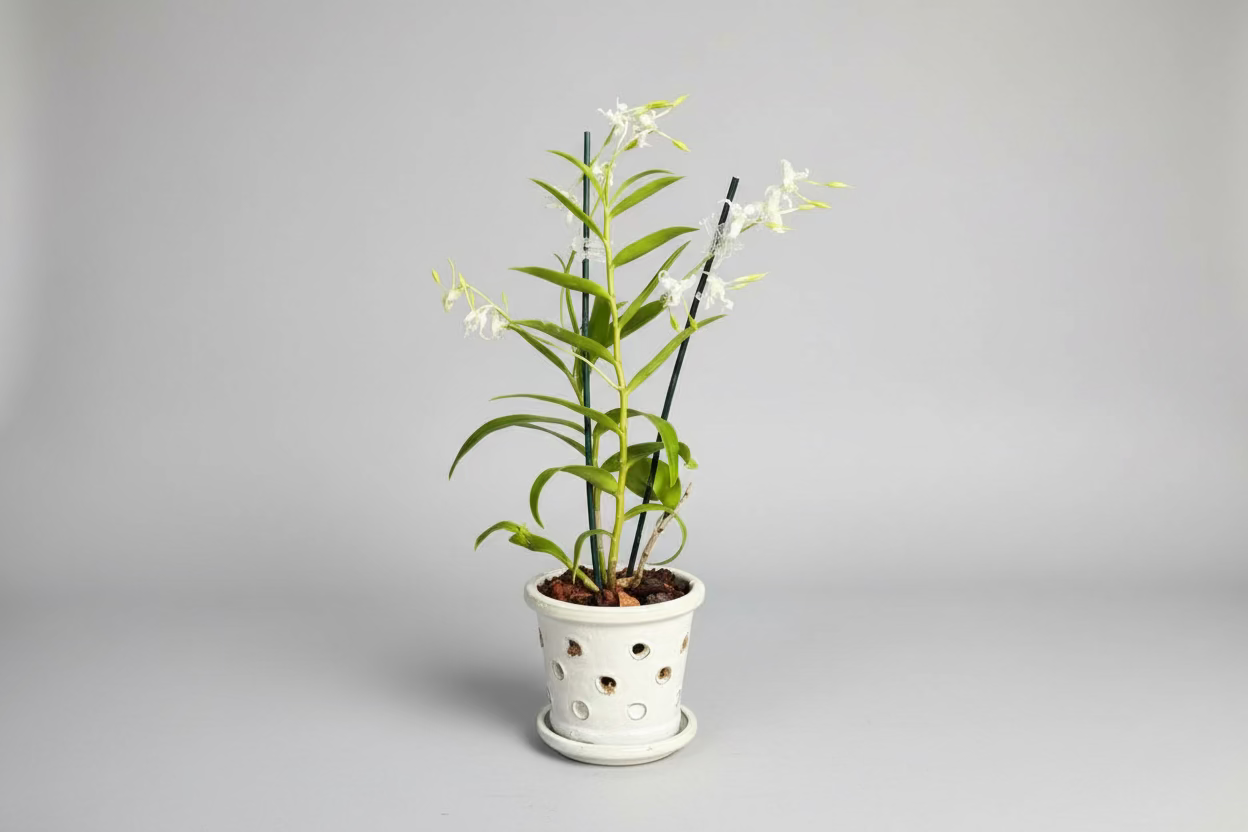 Fragrant exotic dendrobium orchid in  ceramic pot Palm Harbor delivery 