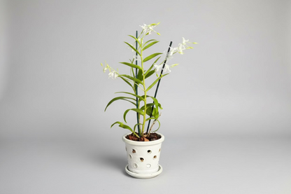Fragrant exotic dendrobium orchid in  ceramic pot Palm Harbor delivery 