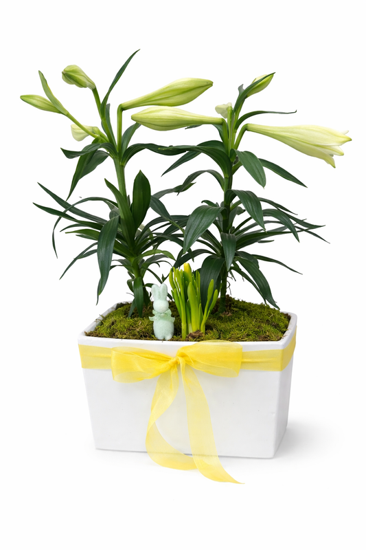 Potted plant Easter lilies